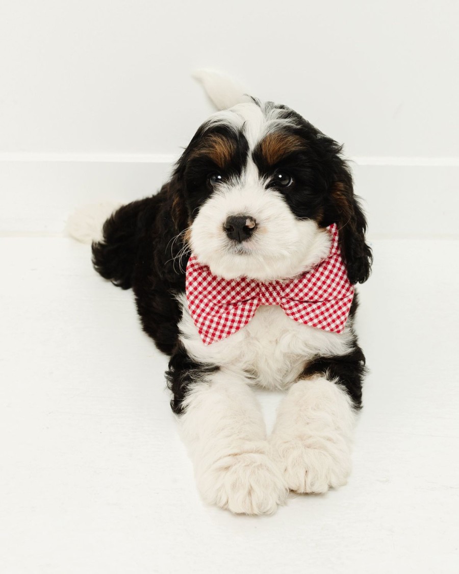 Home Petite Plume | Dog Bow Tie In Sweethearts