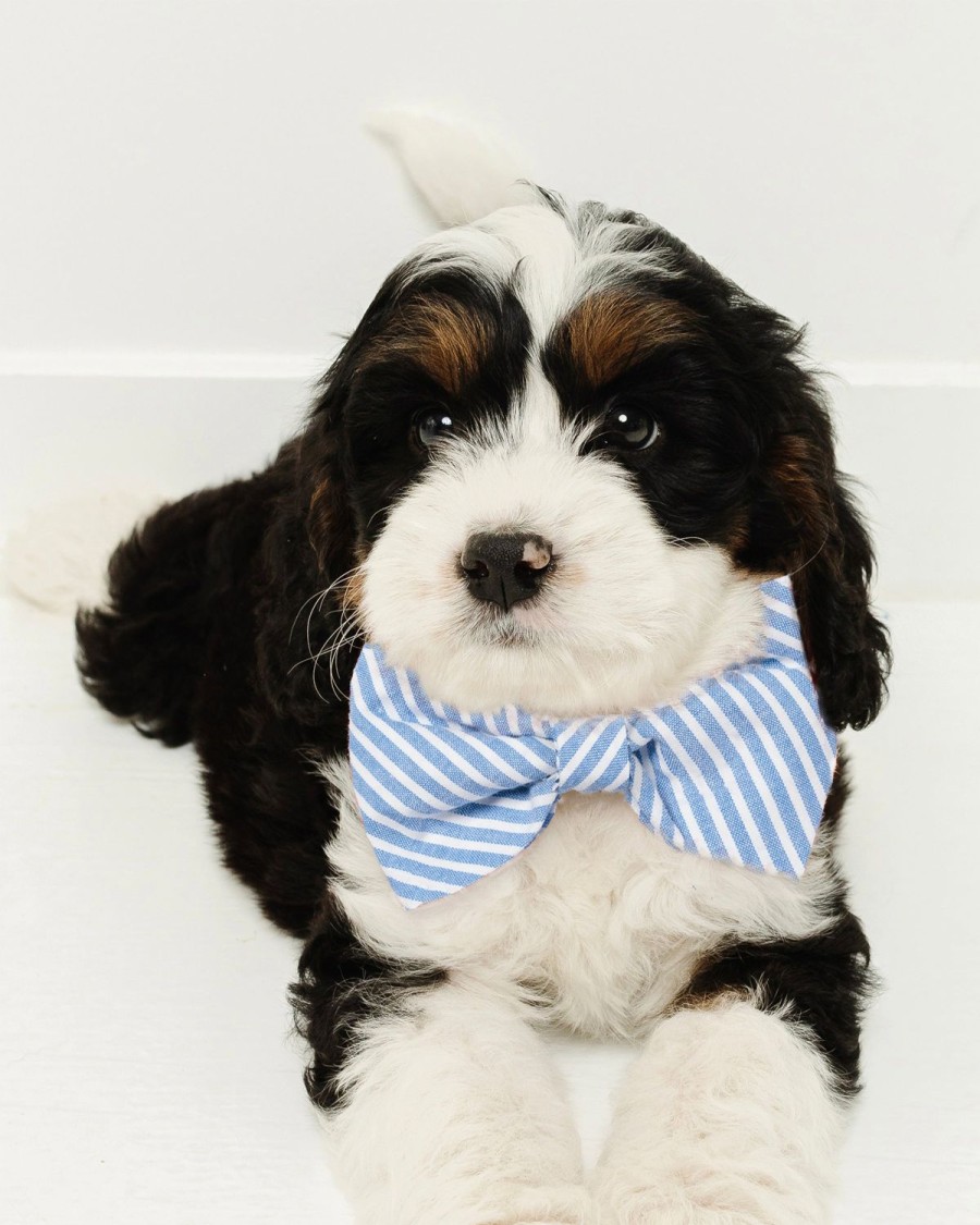 Home Petite Plume | Dog Bow Tie In French Blue Seersucker