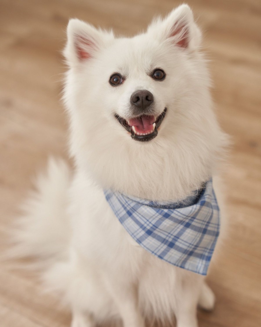 Home Petite Plume | Dog Twill Bandana In Seafarer Tartan