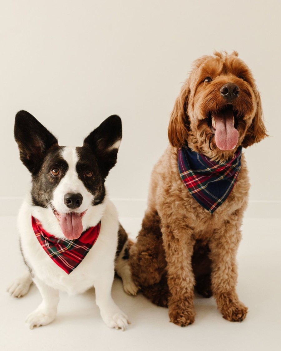 Home Petite Plume | Dog Bandana In Windsor Tartan