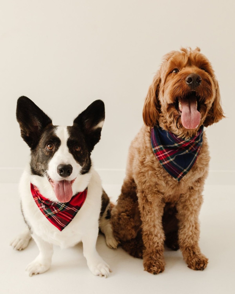 Home Petite Plume | Dog Bandana In Imperial Tartan