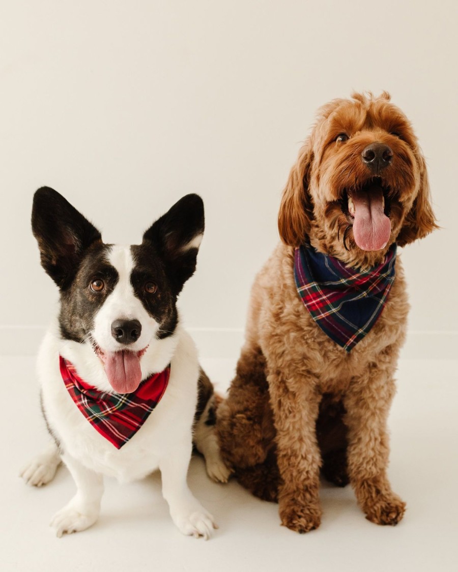 Home Petite Plume | Dog Bandana In Red Mini Gingham