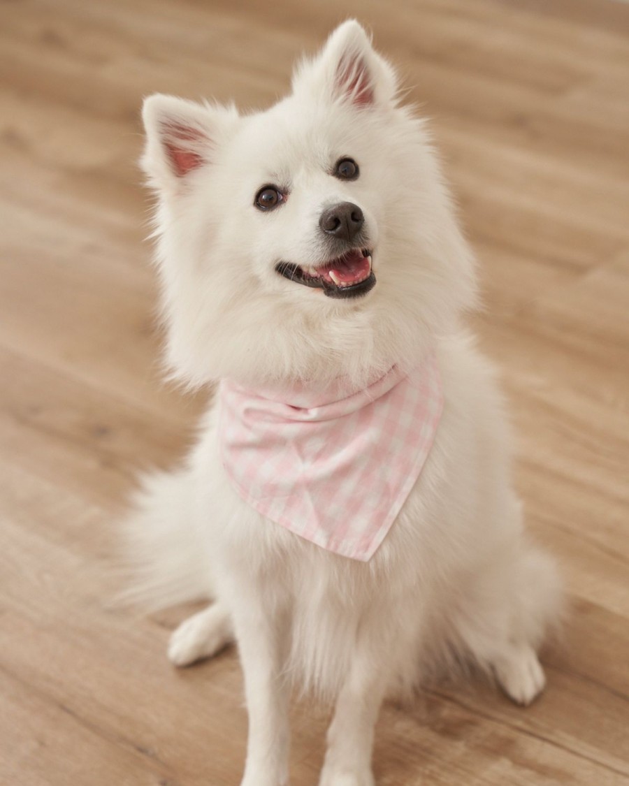 Home Petite Plume | Dog Twill Bandana In Birthday Wishes